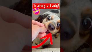 My Dog Is Training To Be a Lady dog youtubeshorts [upl. by Hanonew]