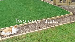 How to make a timber edged gravel path and the easiest way to lay turf [upl. by Jeana]