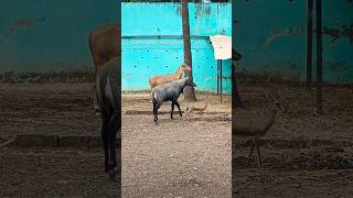 Nilgai Kaisi Hoti Hai  Nilgai Ka Video  Male And Female Nilgai [upl. by Alorac]