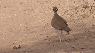 Temmincks Courser  Remco Hofland [upl. by Aniahs]