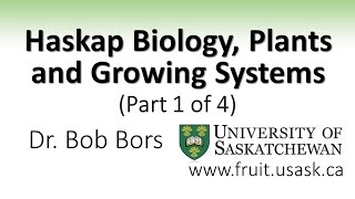 Haskap Biology Plants and Growing Systems Part 1 of 4 [upl. by Gnoc]