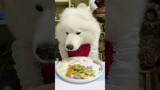 Samoyeds are not picky eaters and are easy to raise Daily life of a dog who eats a lot When yo [upl. by Lovett950]