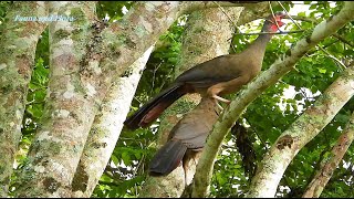 NATURE SINGERS CHACO CHACHALACA sounds ORTALIS CANICOLLIS ARACUÃDOPANTANAL Wild birds free [upl. by Laniger]