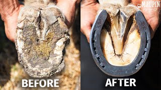 Satisfying Full Horse Hoof Restoration  4K FARRIER ASMR [upl. by Yelssew549]