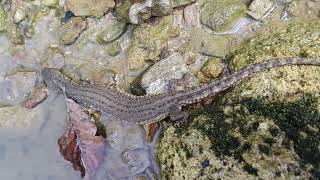 The earless monitor lizard Lanthanotus borneensis from jungle stream of Sarawak [upl. by Otrebliw]