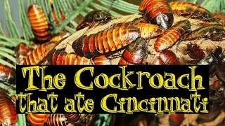 The Cockroach That Ate Cincinnati [upl. by Kan399]