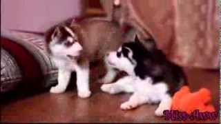 Husky puppies fighting over toyand then comes mama husky and takes toy away [upl. by Aiekan]