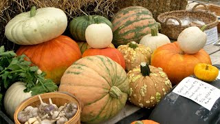 Northwoods Experience Bemidjis Harmony Food Coop Hosts 5th Annual Harvest Fair  Lakeland News [upl. by Nahtannoj]