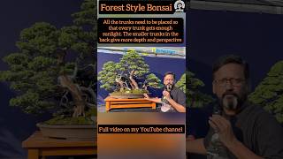 A Huge Forest Style Bonsai forest style bonsai exhibition huge japaneseart howtocreatebonsai [upl. by Faustina978]