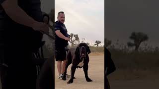 Neapolitan Mastiff Warns Stay Back [upl. by Osnofledi661]