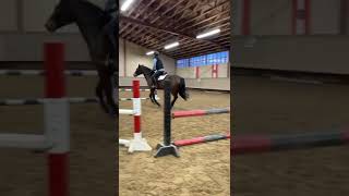 Delboy Rocket Jan 24 jump school horseriding equestrian jumping pony connemara horseforsale [upl. by Coster875]