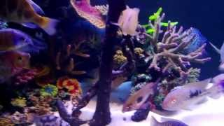 MIXED CICHLIDS IN MY TANK WITH ARTIFICIAL CORAL [upl. by Gertrud]