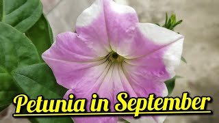 Petunia in September  Petunia axillaris  petunia in Autumn shorts petunia petunias gardening [upl. by Yelwar]