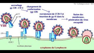 infection a VIH [upl. by Olivier]