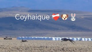 GALGOS EN COYHAIQUE PRIMER DÍA 🐕🐰❤️‍🩹GALGOS EN LA PATAGONIA 2024 [upl. by Stuckey]