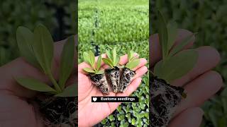 How To Grow Eustoma Flowers satisfying shot [upl. by Savage719]