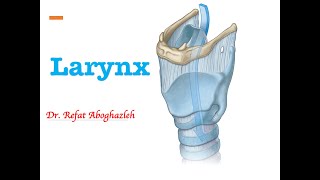 Anatomy of Larynx [upl. by Weisbart]