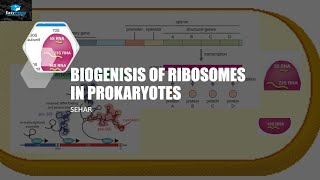 Biogensis Of Ribosomes In Prokaryotes [upl. by Yerot]