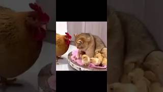 baji Billi gi achocha mere ne Chalo utho apne kare gao hen amp cat chik funny video 😂😂 viral short [upl. by Bobbi4]