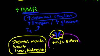 Thyroid physiology and pathophysiology [upl. by Eddra]