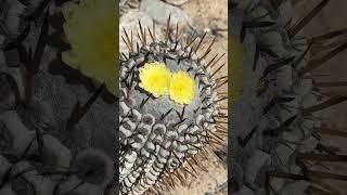 Wild cactus valley with Copiapoa Eulychnia and Eriosyce 🤓🌵 [upl. by Attirb]