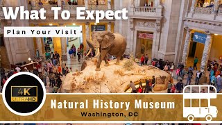 Natural History Museum  Full Tour  Washington DC  Smithsonian 4K [upl. by Yhtur338]