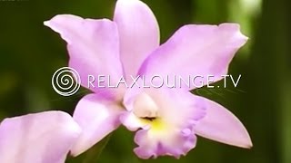 Hintergrundmusik  Ruhig Harmonie Musik zum Lernen Natur  ORCHIDEEN [upl. by Edina188]