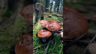 🍄‍🟫🍄‍🟫🍄‍🟫🎉mushrooms boletus pilze funghi nature porcini грибочки grzyby shorts gribi [upl. by Acinorej]