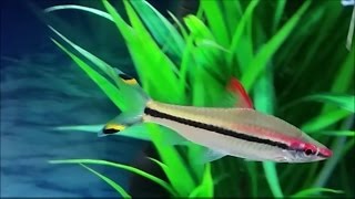 Puntius denisonii  Denison barb  red line torpedo barb  roseline shark care in a community tank [upl. by Findley140]