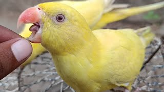 Parrot Yellow Talking Live [upl. by Yrrac]