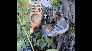 Wochenrückblick vom Vogelbalkon 🐦🐦🐦 [upl. by Lyris]