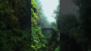 Explore the Hottest Natural Views Trending Today shorts nature viralvideo foryou subscribe [upl. by Antonina301]