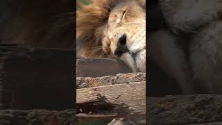 Lion NATURE WEILDLIFE ANIMALS SONYA6700 4K 4kwildlife Sony167004k 4k120p sony [upl. by Eilyab39]