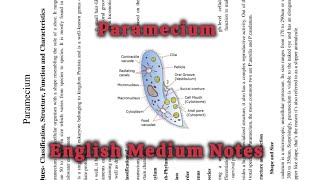 Paramecium  Classification Structure Function Locomotion Nutrition and Reproductiveparamecium [upl. by Adnilrem]