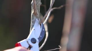 How to Prune Crape Myrtlescorrectly [upl. by Chuch]