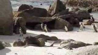 The Jackass Penguins of South Africa [upl. by Yul]