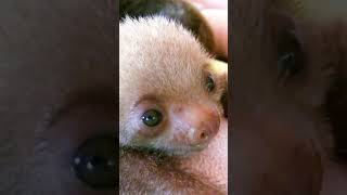 Baby Sloth Sound  Sloth Bears  Sloths  Cute Sloths  Baby Sloth Noises  Sloth Moving [upl. by Nilson454]