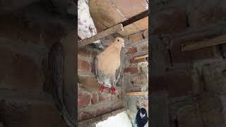 Chandon Choha youtubeshorts pigeon [upl. by Talie]