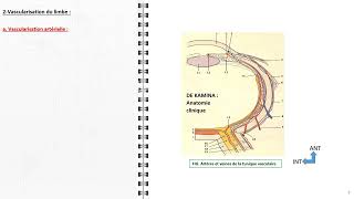 ANATOMIE FMPM ANATOMIE DE LANGLE IRIDOCORNEENE [upl. by Royo]