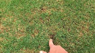 Treating Anthracnose Disease [upl. by Garbers]