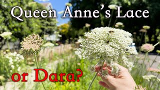 Which type of Queen Annes Lace are you growing [upl. by Dallman279]