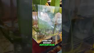 Ultimate Betta Fish Breeding Tips and Tricks Unveiled [upl. by Hareehat425]