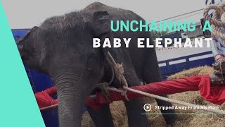 Unchaining Mongkoln Official Trailer  Unchained Elephants Third Rescue A Baby Bull Elephant [upl. by Zeuqram]