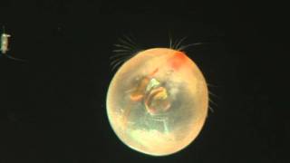 Round animal with car headlamps for eyes  Giant Ostracod [upl. by Oijile224]