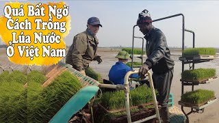 Anh Chàng Châu Phi Antonio đi Cấy lúa2Q Vlogs Cuộc Sống Châu Phi [upl. by Whatley]