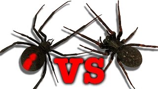 Redback Spider Vs Black House Spider Touch Taste Kill [upl. by Spalding875]