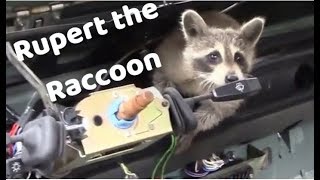 Compilation of Rupert the Raccoon videos re edit [upl. by Ohara]