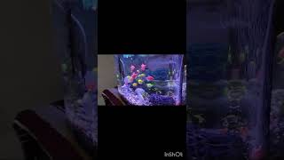 Fish Tank Set Up Fish Shopping in Delhitrending youtubeshorts  Call Now  91 9210090877 [upl. by Thisbee]