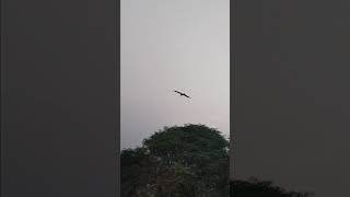 Eagle Soaring Freely in the Sky Eagle Nature [upl. by Maharg]