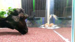 corydoras adolfoi  Im waiting [upl. by Ahsiloc]